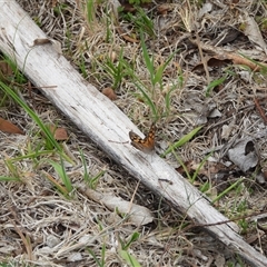 Geitoneura klugii (Marbled Xenica) at Rendezvous Creek, ACT - 31 Dec 2024 by DavidDedenczuk