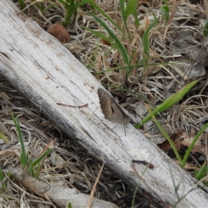 Geitoneura klugii at Rendezvous Creek, ACT - 31 Dec 2024 12:24 PM