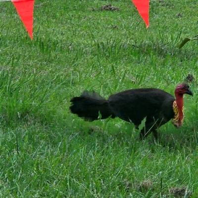 Alectura lathami (Australian Brush-turkey) at Kenilworth, QLD - 31 Dec 2024 by AaronClausen