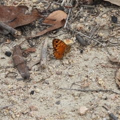 Geitoneura acantha (Ringed Xenica) at Rendezvous Creek, ACT - 31 Dec 2024 by DavidDedenczuk