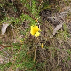 Gompholobium huegelii (pale wedge–pea) at Rendezvous Creek, ACT - 31 Dec 2024 by DavidDedenczuk