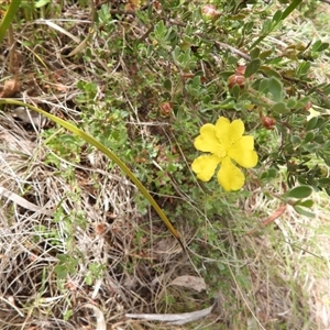 Hibbertia obtusifolia at Rendezvous Creek, ACT - 31 Dec 2024 12:39 PM