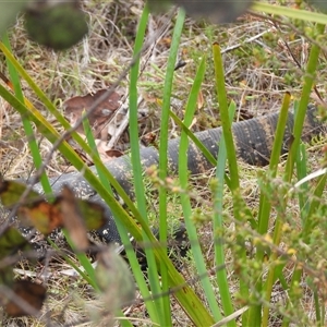 Varanus rosenbergi at Rendezvous Creek, ACT - 31 Dec 2024