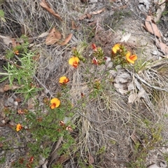 Pultenaea procumbens (Bush Pea) at Rendezvous Creek, ACT - 31 Dec 2024 by DavidDedenczuk