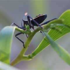 Mictis profana (Crusader Bug) at Wodonga, VIC - 26 Dec 2024 by KylieWaldon