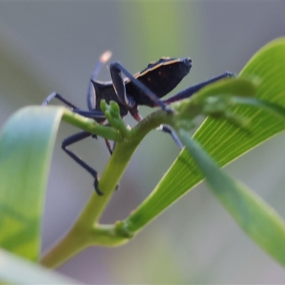 Mictis profana at Wodonga, VIC - 25 Dec 2024 by KylieWaldon