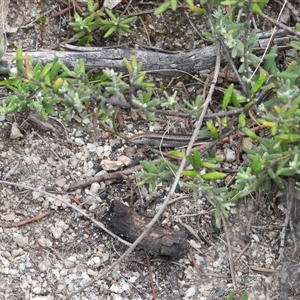 Lampropholis guichenoti at Rendezvous Creek, ACT - 31 Dec 2024