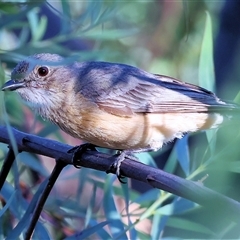 Pachycephala rufiventris (Rufous Whistler) at Wodonga, VIC - 26 Dec 2024 by KylieWaldon