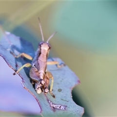 Phaulacridium vittatum (Wingless Grasshopper) at Wodonga, VIC - 26 Dec 2024 by KylieWaldon