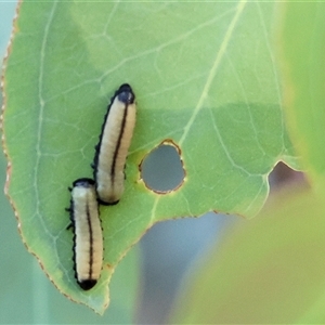 Paropsisterna cloelia at Wodonga, VIC - 26 Dec 2024 06:52 AM
