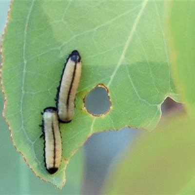 Paropsisterna cloelia (Eucalyptus variegated beetle) at Wodonga, VIC - 25 Dec 2024 by KylieWaldon