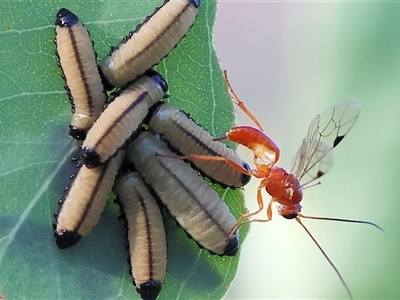 Ichneumonidae (family) (Unidentified ichneumon wasp) at Wodonga, VIC - 25 Dec 2024 by KylieWaldon