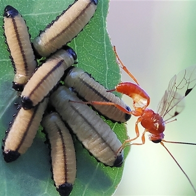 Ichneumonidae (family) (Unidentified ichneumon wasp) at Wodonga, VIC - 26 Dec 2024 by KylieWaldon