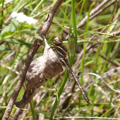 Unidentified Dragonfly (Anisoptera) at Budawang, NSW - 29 Dec 2024 by MatthewFrawley