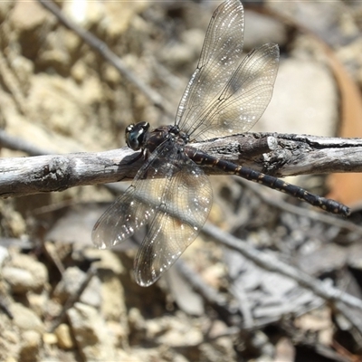 Austroaeschna obscura (Sydney Mountain Darner) at Budawang, NSW - 29 Dec 2024 by MatthewFrawley