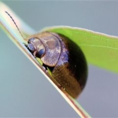 Paropsisterna cloelia (Eucalyptus variegated beetle) at Wodonga, VIC - 26 Dec 2024 by KylieWaldon