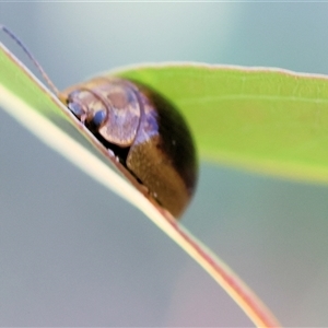 Paropsisterna cloelia at Wodonga, VIC - 26 Dec 2024 06:57 AM