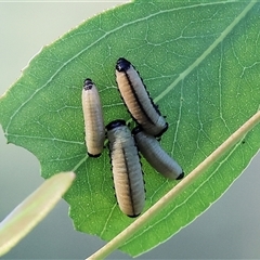 Paropsisterna cloelia (Eucalyptus variegated beetle) at Wodonga, VIC - 26 Dec 2024 by KylieWaldon