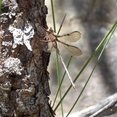 Telephlebia godeffroyi at Budawang, NSW - 29 Dec 2024 by MatthewFrawley