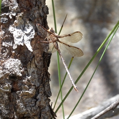 Telephlebia godeffroyi at Budawang, NSW - 29 Dec 2024 by MatthewFrawley