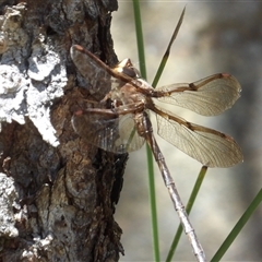 Telephlebia godeffroyi at Budawang, NSW - 29 Dec 2024 12:01 PM