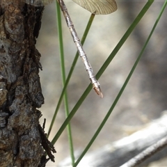 Telephlebia godeffroyi at Budawang, NSW - 29 Dec 2024 12:01 PM