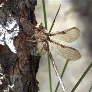 Telephlebia godeffroyi at Budawang, NSW - 29 Dec 2024 12:01 PM