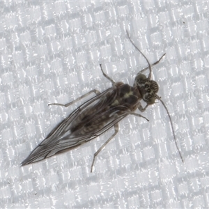 Psocodea 'Psocoptera' sp. (order) at Melba, ACT - 30 Dec 2024 11:34 PM