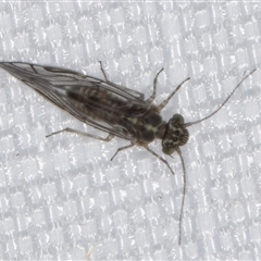 Psocodea 'Psocoptera' sp. (order) at Melba, ACT - 30 Dec 2024 11:34 PM