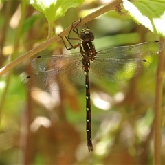 Unidentified Dragonfly (Anisoptera) at Budawang, NSW - 29 Dec 2024 by MatthewFrawley