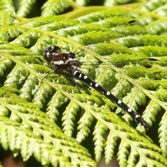 Eusynthemis sp. (genus) (Tigertail) at Budawang, NSW - 29 Dec 2024 by MatthewFrawley