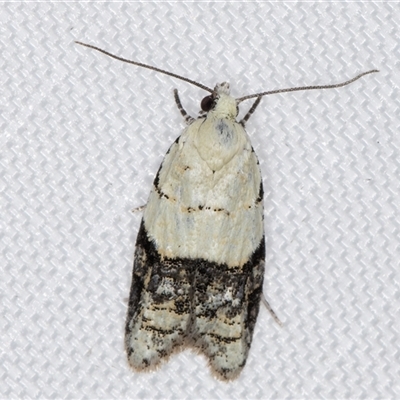 Tracholena sulfurosa (A tortrix moth) at Melba, ACT - 30 Dec 2024 by kasiaaus