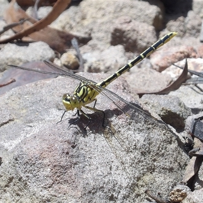 Austrogomphus guerini (Yellow-striped Hunter) at Budawang, NSW - 29 Dec 2024 by MatthewFrawley