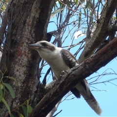 Dacelo novaeguineae (Laughing Kookaburra) at Budawang, NSW - 29 Dec 2024 by MatthewFrawley