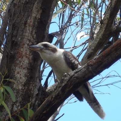 Dacelo novaeguineae (Laughing Kookaburra) at Budawang, NSW - 29 Dec 2024 by MatthewFrawley