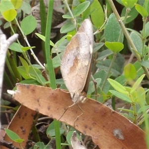 Heteronympha merope at Budawang, NSW - 29 Dec 2024