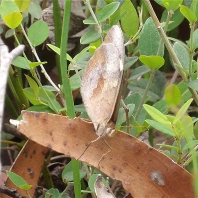 Heteronympha merope (Common Brown Butterfly) at Budawang, NSW - 29 Dec 2024 by MatthewFrawley