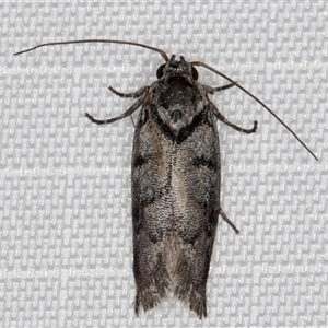 Lichenaula onychodes (A Xyloryctid moth) at Melba, ACT by kasiaaus