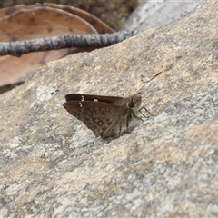 Toxidia andersoni (Southern Grass-skipper) at Budawang, NSW - 29 Dec 2024 by MatthewFrawley