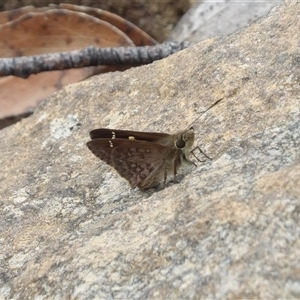 Toxidia andersoni (Southern Grass-skipper) at Budawang, NSW by MatthewFrawley