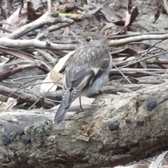 Petroica phoenicea (Flame Robin) at Budawang, NSW - 29 Dec 2024 by MatthewFrawley