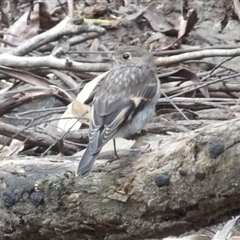 Petroica phoenicea (Flame Robin) at Budawang, NSW - 29 Dec 2024 by MatthewFrawley