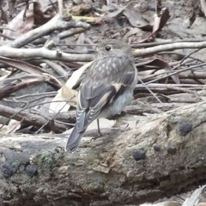 Petroica phoenicea (Flame Robin) at Budawang, NSW by MatthewFrawley