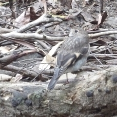 Petroica phoenicea at Budawang, NSW - 29 Dec 2024 03:27 PM