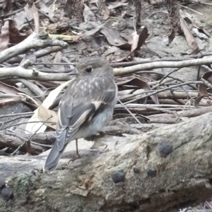 Petroica phoenicea at Budawang, NSW - 29 Dec 2024 03:27 PM