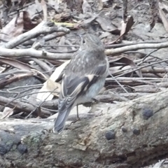 Petroica phoenicea at Budawang, NSW - 29 Dec 2024 03:27 PM