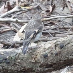 Petroica phoenicea at Budawang, NSW - 29 Dec 2024 03:27 PM