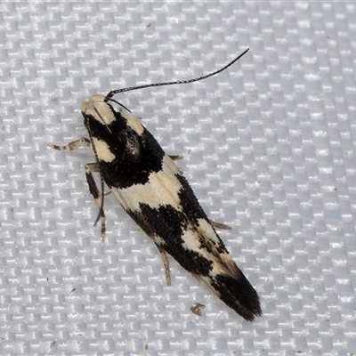 Macrobathra undescribed species No.1 (A Seed borer moth (Cosmopterigidae)) at Melba, ACT - 30 Dec 2024 by kasiaaus