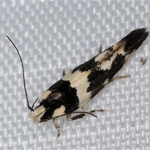 Macrobathra (genus) at Melba, ACT - 30 Dec 2024