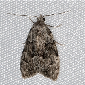 Nola tetralopha (A Nolid moth) at Melba, ACT by kasiaaus